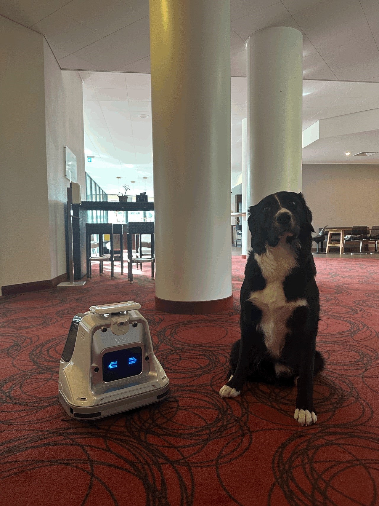 Cleaning Carpets and Winning Hearts: The Feelgood Manager Approves the ZACO X1000!